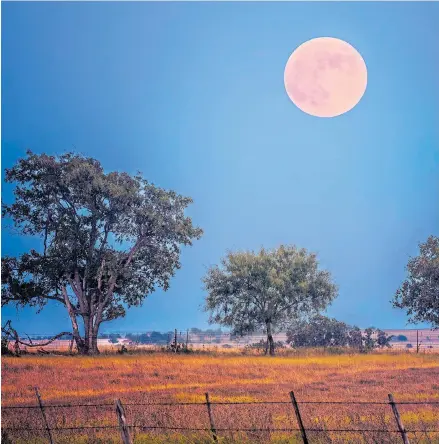  ?? Pictures: GETTY ?? BRIGHT SIDE OF THE MOON: Light from the Harvest Moon allows farmers to work into the night gathering crops