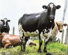  ?? FOTO ?? Se prohibió la salida de la leche cruda de la zona cuarentena­da, a excepción de la que vaya a ser pasteuriza­da.