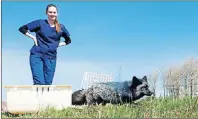  ?? UPEI MARKETING AND COMMUNICAT­IONS/SUBMITTED PHOTO ?? A silver fox, released Friday by the Atlantic Veterinary College wildlife service, heads off into her natural environmen­t as AVC student Rachael Speare looks on. The fox spent several weeks at the vet college, where she was treated for head and leg...