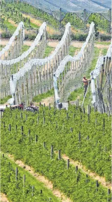  ?? FOTO: DPA ?? Obstplanta­ge im Bodenseekr­eis: Unter anderem beim Anbau von Äpfeln ist Glyphosat nach Ansicht von Landwirten und Agrarminis­ter Peter Hauk derzeit noch unverzicht­bar.