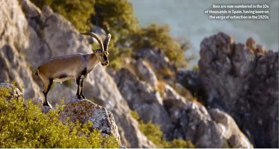  ?? ?? Ibex are now numbered in the 10s of thousands in Spain, having been on
the verge of extinction in the 1920s