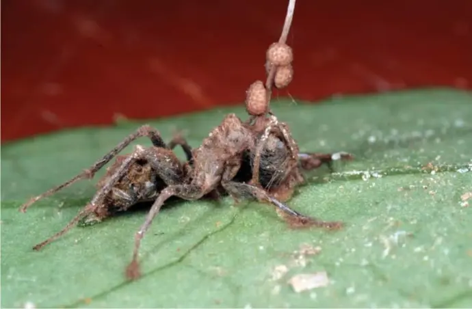  ??  ?? Deze mier is het slachtoffe­r geworden van een schimmel in het tropische regenwoud van Brazilië.