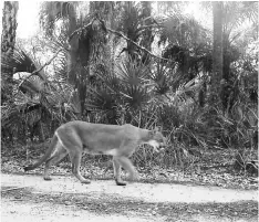  ?? — WP-Bloomberg photo ?? The nursing female panther, seen seconds before the kitten on Mar 18.
