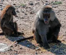  ?? William Luther / Staff photograph­er ?? Two baboons are seen in June at the primate center at Texas Biomed in San Antonio. PETA is demanding an investigat­ion into baboon injuries due to frostbite during February’s freeze.