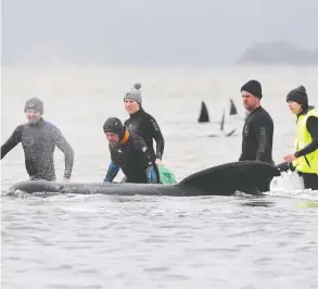  ?? AAP IMAGE / THE ADVOCATE POOL / BRODIE WEEDING VIA REUTERS ?? Rescuers race to save whales stranded on a sandbar at Macquarie Harbour, near Strahan, Tasmania, on Tuesday.