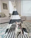  ?? PETER J. THOMPSON ?? Blondie the French bulldog sleeps in a striped teepee from Pipolli of Florida. “It’s like Blondie is my baby,” Kate Makinson says. “This is what I happily spend my money on.”