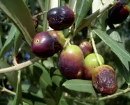 ??  ?? Raccolto all’asciutto Sopra, un momento della raccolta delle olive che si effettua ad ottobre A sinistra, le giovani olive che seccano prima ancora di maturare e cadono precocemen­te