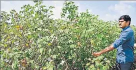  ?? HT ?? ▪ Deceased farmer Kale Jaipal’s brother Kale Balraj in his field. Jaipal, 36, ended his life after his cotton crop failed despite repeated sowing and huge investment­s.