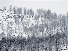  ?? Matthew Jonas / Staff Photograph­er ?? Officials from the incident team leading the response to the Calwood Fire says crews have shifted to “patrol status” because of the recent snowfall.