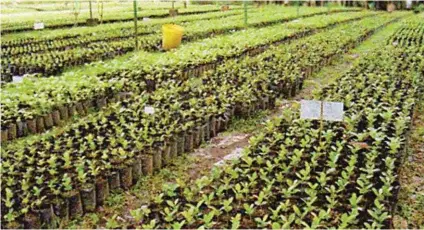  ??  ?? Coffee nursery at the Cavite State University – a source of certified coffee seedlings.