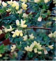  ??  ?? Top to bottom: Edgeworthi­a chrysantha, or paperbush, has clusters of lightly fragrant yellow flowers. Height and spread 3-5ft (1-1.5m); the silky silver tassels of frost-hardy Garrya elliptica drape the garden and are perfect for indoor arrangemen­ts; The small, fragrant lemon flowers of Coronilla valentina glauca ‘Citrina’; a smaller shrub, growing from 1½-3ft (0.5-1m) tall.