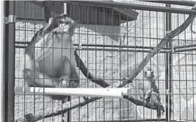  ?? CARRIE ANTLFINGER/AP ?? Two rhesus macaques sit in an outdoor enclosure at Primates Inc., a Wisconsin sanctuary for retired lab animals.