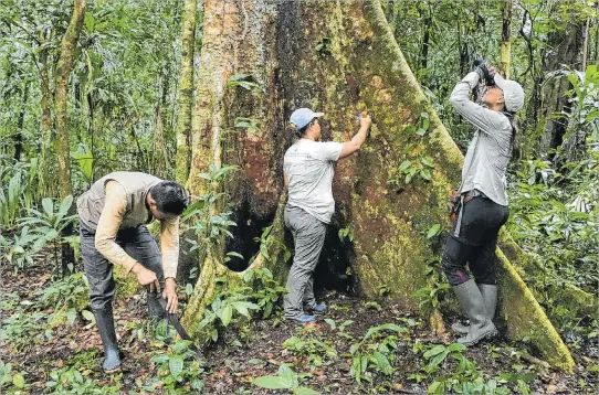  ?? FOTOS: EFE ?? Riesgo. El shihuahuac­o, árbol amazónico de Perú, está al borde de la extinción debido a la tala indiscrimi­nada y la presión del comercio internacio­nal sobre su dura y densa madera.