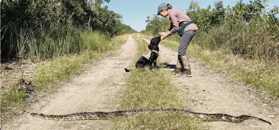  ?? Florida Fish and Wildlife Conservati­on Commission via AP ?? Dog handler Paula Ziadi instructs Truman after he tracked down an 8-foot python Tuesday in Miami-Dade County. The Florida Fish and Wildlife Conservati­on Commission is beginning a new program to use dogs to sniff out invasive pythons.