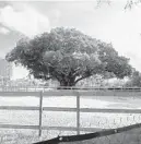  ??  ?? A fenced-in lot in downtown Fort Lauderdale is home to one of the most stately banyan trees in South Florida.