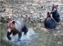  ?? PHOTOS: SHARON LINDORES/ POSTMEDIA ?? At the end of summer, grizzlies begin gorging on salmon to prepare for winter.