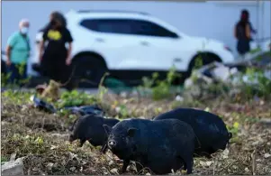  ?? The Associated Press ?? POT-BELLIED PIGS: Feral Vietnamese pot-bellied pigs roam in the Cantera district of San Juan, Puerto Rico, on Dec. 11. The former pets — or descendant­s of former pets — have reproduced at such an alarming rate that the U.S. territory declared a health emergency last year so federal officials could start eradicatin­g them.