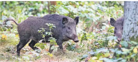  ?? FOTO: DPA ?? Schon mehrfach haben Wildschwei­ne im Garather Forst unvorsicht­ige Menschen angegriffe­n, wenn diese etwa den Frischling­en zu nahe kamen.