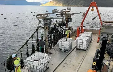  ??  ?? Nelson-based company Waikaitu harvests wakame (undaria) seaweed in the Marlboroug­h Sounds and turns it into organic fertiliser.