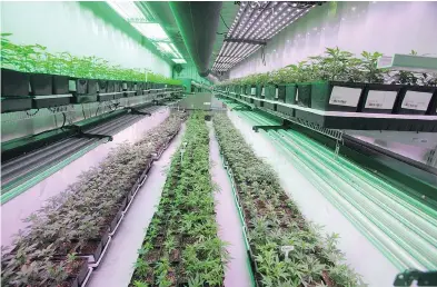  ?? RON WARD / THE CANADIAN PRESS ?? Cannabis plants for the medical marijuana market at OrganiGram in Moncton, N.B. New Brunswick’s Liberal government, led by Brian Gallant, sees marijuana as a creator of revenue and jobs in a province that badly needs both.