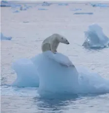  ??  ?? Scientists said the breaking ice could be disastrous for polar bears