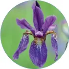  ??  ?? Iris sibirica 'Blue King'
Varietate deosebit de rezistentă la ger, înflorește în mai-iunie și atinge la maturitate 90 cm. Capsulele cu semințe, de 5-8 cm, împodobesc plantele și în timpul iernii.