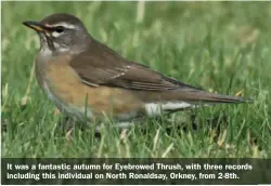  ??  ?? It was a fantastic autumn for Eyebrowed Thrush, with three records including this individual on North Ronaldsay, Orkney, from 2-8th.