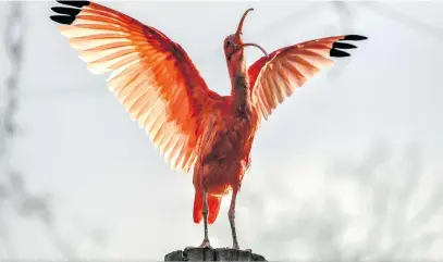  ?? Picture: AFP ?? A scarlet ibis stretches its wings in its enclosure at the zoo park in Lille, northern France, on Monday.