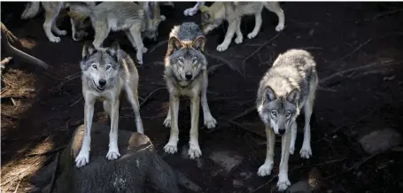  ?? CREDIT: PAT LAUZON/GETTY IMAGES ?? Wolves, like humans, live in family groups and have complex communicat­ion systems.