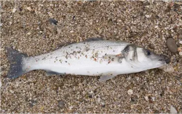  ??  ?? Qu’on le pêche aux leurres ou aux appâts, le bar exige de nous de la raison et du discerneme­nt.