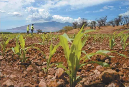  ?? MATTHEW THAYER THE MAUI NEWS ASSOCIATED PRESS ?? «Nos décisions permettent de garantir que la concurrenc­e et l’innovation resteront effectives sur les marchés des semences, des pesticides et de l’agricultur­e numérique, même à l’issue de cette concentrat­ion», a déclaré la commissair­e européenne à la...