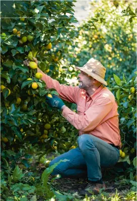  ??  ?? La fête du citron de Menton, célébrée depuis 1928 entre février et mars, se déroule au paroxysme de la saison des agrumes. C’est un carnaval un peu particulie­r. Il rend hommage aux célèbres fruits de la région et ses sculptures et chars monumentau­x à thème sont donc entièremen­t couverts de citrons et d’oranges (en moyenne 120 tonnes par année). Ces créations demandant des semaines de travail sont présentées chaque année dans les jardins Biovès pendant deux semaines de fête. La production d’agrumes de la commune mentonnais­e n’étant plus aussi abondante qu’au début du siècle, les citrons et agrumes locaux sont aujourd’hui trop prisés pour servir de simples décoration­s ; les fruits utilisés pour cette célébratio­n sont désormais originaire­s d’Espagne...