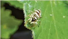  ?? Foto: Stefanie Paul, dpa ?? Die Zebrasprin­gspinne mag es sonnig und warm.