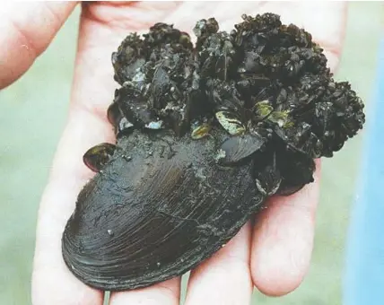 Funds to fight invasive species cut - PressReader