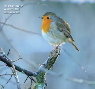  ??  ?? Put out scraps for winter visitors such as robins