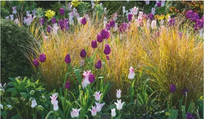  ??  ?? Splendour in the grass: pink and purple tulips always form harmonious partnershi­ps