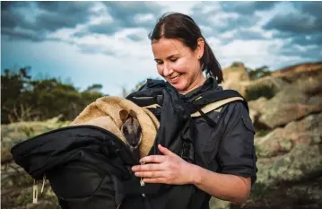  ??  ?? Mt Rothwell biodiversi­ty director, Annette Rypalski, nurses an endangered brushtaile­d rock-wallaby in a custom-made backpack, ready for air transport.