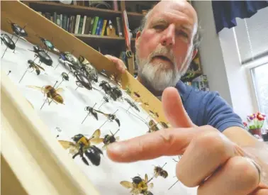  ?? STAFF PHOTO BY TIM BARBER ?? University of Tennessee Extension Agent for Hamilton County Tom Stebbins points to a carpenter bee in a display he keeps in his office at the Hamilton County Extension Service off Bonny Oaks Drive. “These are the guys that burrow holes in your wood at...