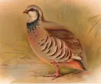  ?? ?? Red-legged partridges were brought over from France and quickly took to British soil