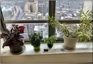  ?? MOLLY SPRAYREGEN VIA AP ?? Some of Molly Sprayregen’s plants on her windowsill in Chicago are shown.