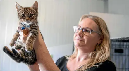  ?? GEORGE HEARD/STUFF ?? Jess Pearson with one of the rescued cats. Cat Rescue Christchur­ch was busy last month and now has its biggest vet bill ever.