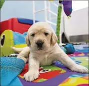  ??  ?? A new puppy in the Southeaste­rn Guide Dogs preschool is exposed to a variety of sights, sounds and textures.