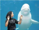  ?? SEAN ELLIOT/AP ?? Mystic Aquarium has agreed to delay its acquisitio­n of five beluga whales for research amid a lawsuit by an animal rights group trying to stop the delivery.