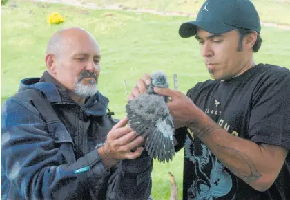  ?? Photo / Supplied ?? Ngā ti Tū wharetoa kaumā tua Geoff Rameka (left) holding a karearea chick. Pictured with his nephew Tane Lawless, who feeds the chicks until they are ready to hunt for themselves.