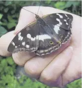  ??  ?? Female purple emperor butterfly