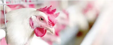  ?? ?? South Africa has been struck by a deadly, highly infectious type of bird flu