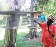  ??  ?? Neville Powell, tour guide and cousin of the late Peter Tosh, showing off some caged parakeets on the grounds of the Peter Tosh Mausoleum.