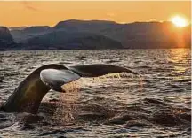  ?? Foto: C. ?? Begeben Sie sich mit Swan Hellenic auf atemberaub­ende Expedition­en.