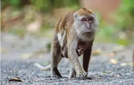  ??  ?? Long Tailed Macaque
Randeep Singh