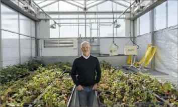  ?? Nathan Weyland/The New York Times ?? Soren Bjorn, a senior executive at Driscoll’s, the berry giant, at a greenhouse in Watsonvill­e, Calif., last month. His part of California essentiall­y is taxing groundwate­r.